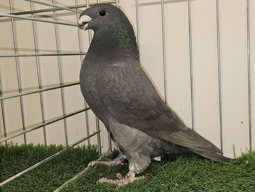 FEMELĂ RO 24 - 9821 - REZERVATĂ CORNEA LUCIAN - MATCA FEMELE ASR 2025