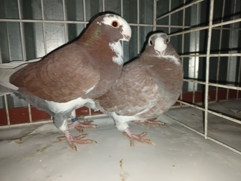  - M _ Antwerpen 2024