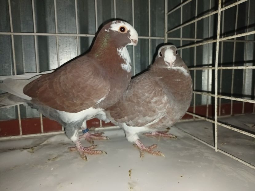  - M _ Antwerpen 2024