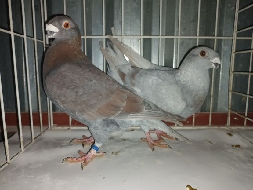  - M _ Antwerpen 2024