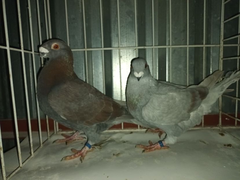  - M _ Antwerpen 2024