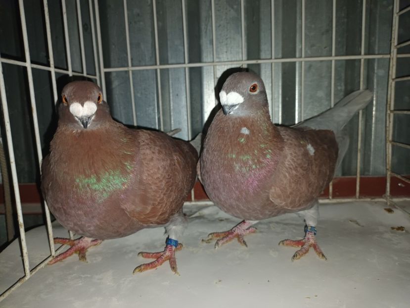  - M _ Antwerpen 2024