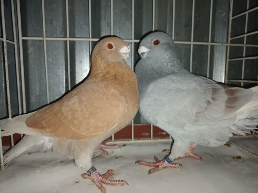  - M _ Antwerpen 2024