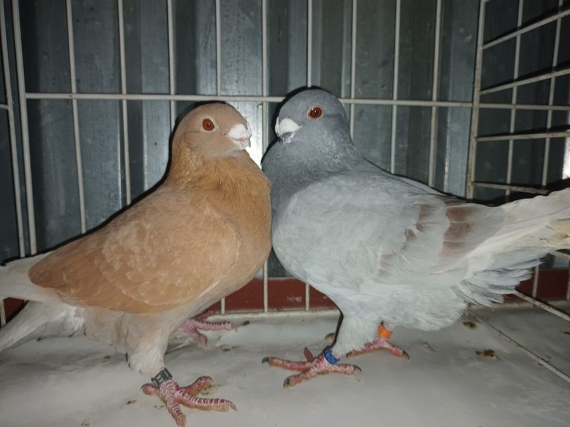  - M _ Antwerpen 2024