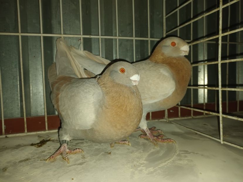  - M _ Antwerpen 2024