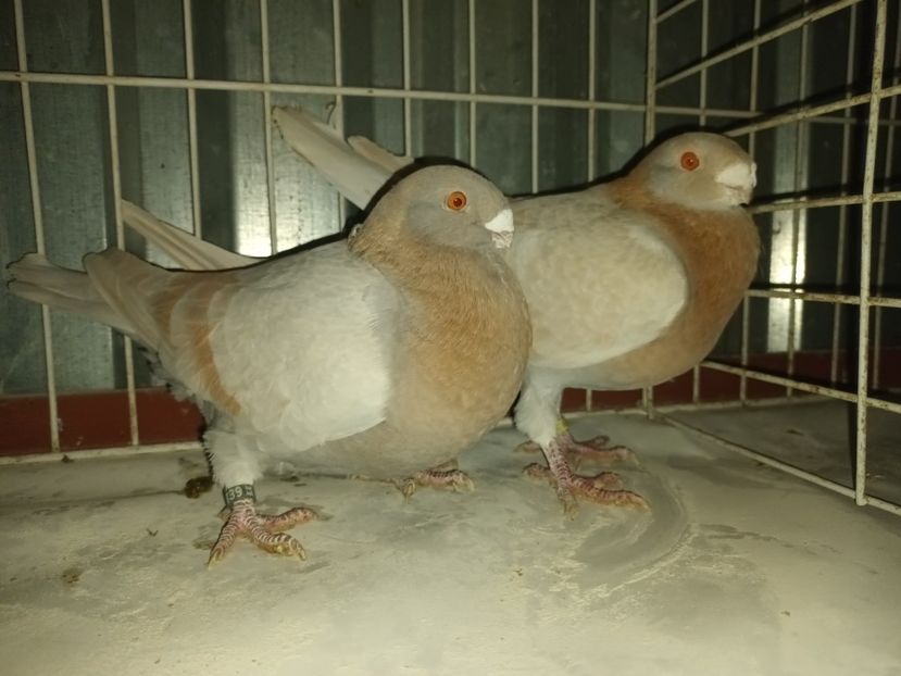  - M _ Antwerpen 2024