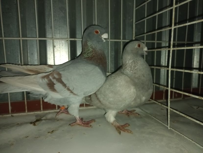  - M _ Antwerpen 2024