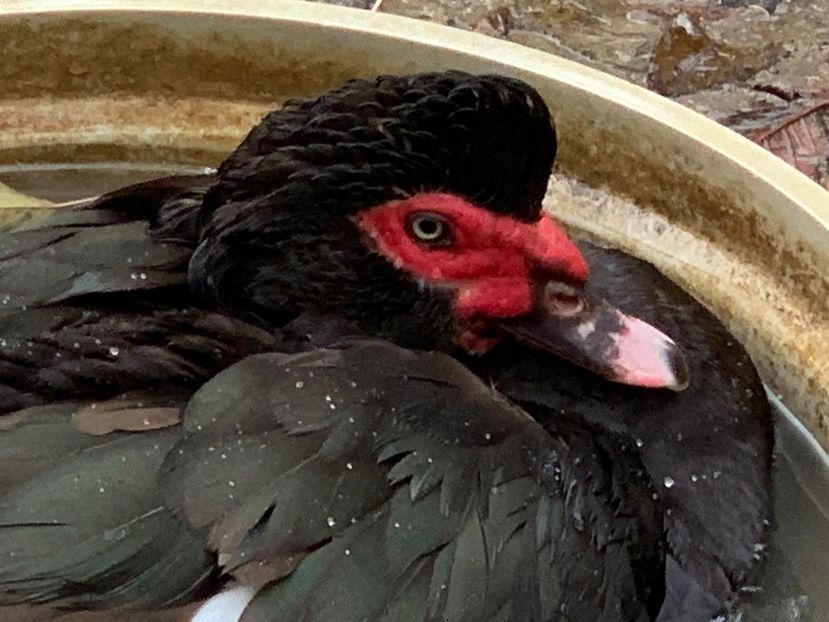 Prințu - 0001 matca 2025