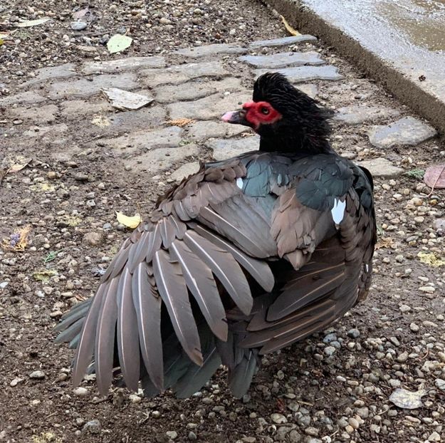 "Aripi de fier" - 0001 matca 2025