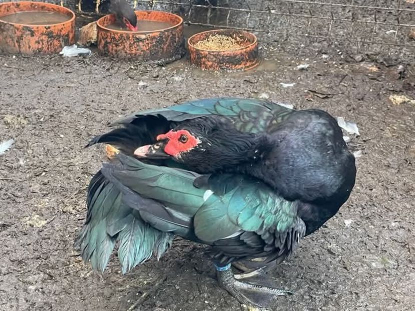 Tot el - Bomboane asortate 2024