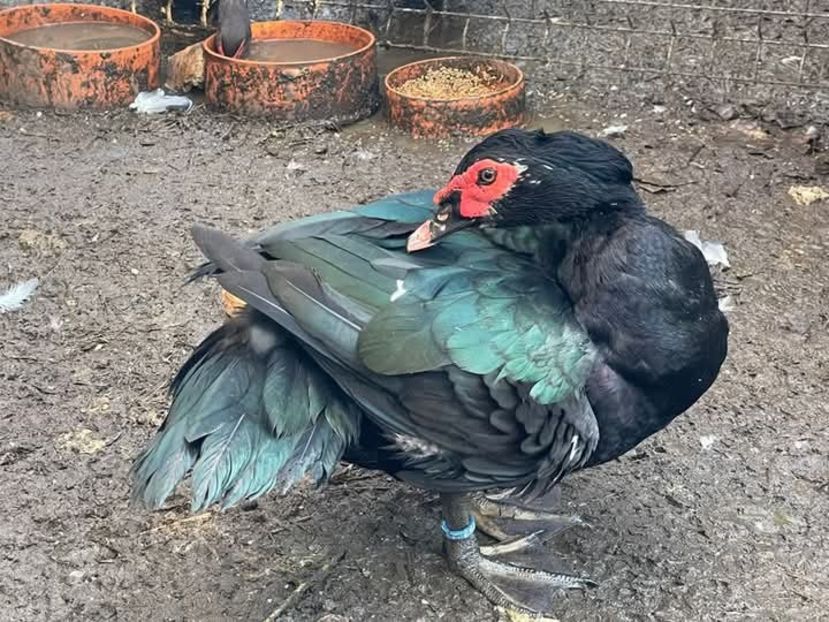 . - Bomboane asortate 2024