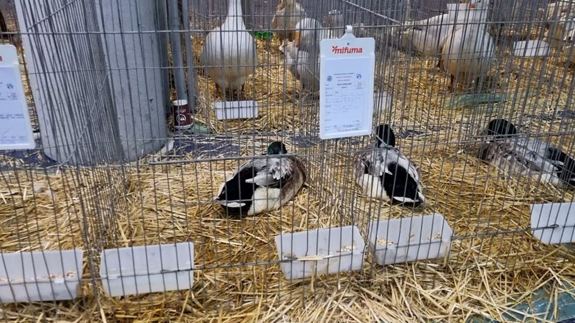 Streicher - Z 25 - Expo Națională 2024