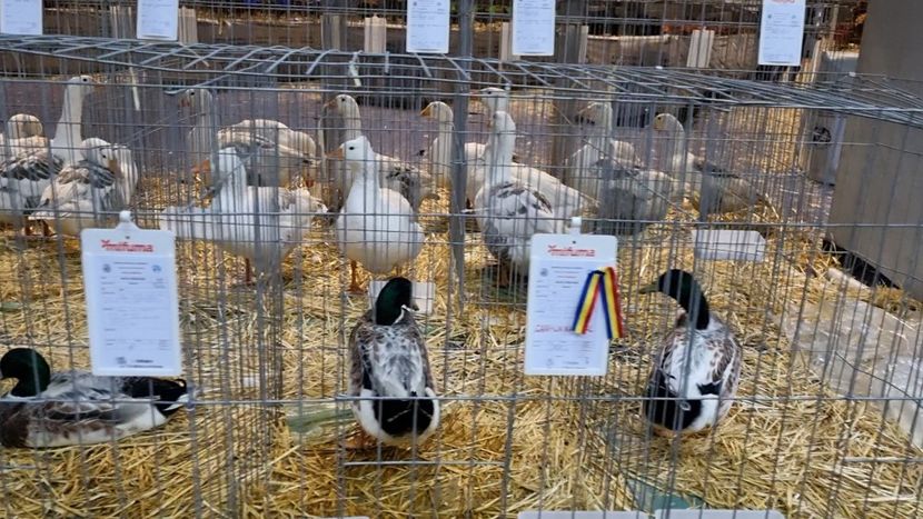 ... - Z 25 - Expo Națională 2024