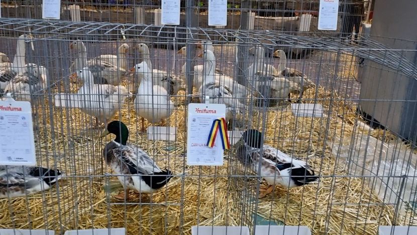 ... - Z 25 - Expo Națională 2024