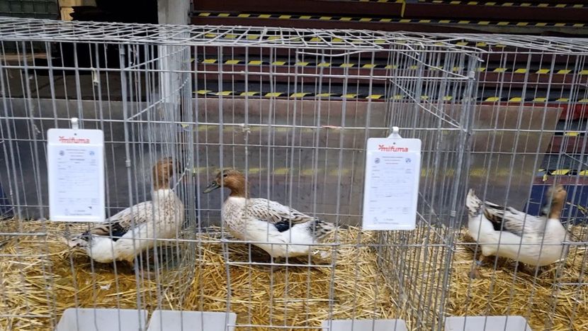 ... - Z 25 - Expo Națională 2024