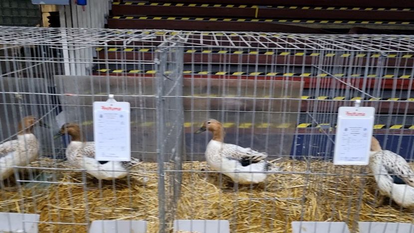 ... - Z 25 - Expo Națională 2024