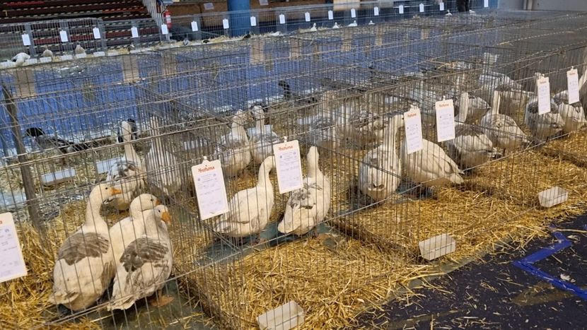 Gaste românesti autosexabile - Z 25 - Expo Națională 2024