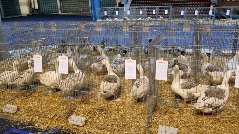 ... - Z 25 - Expo Națională 2024