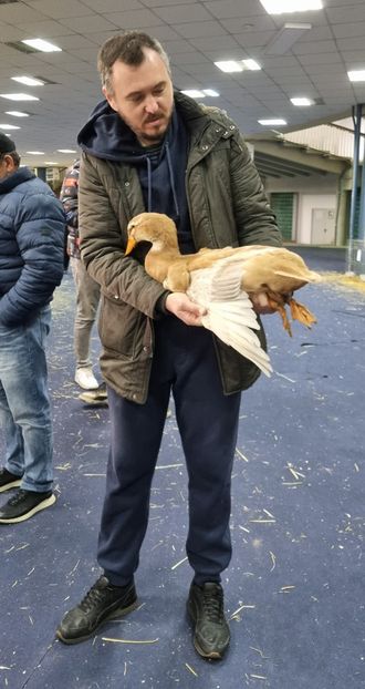 Analizând rate saxone - Z 25 - Expo Națională 2024