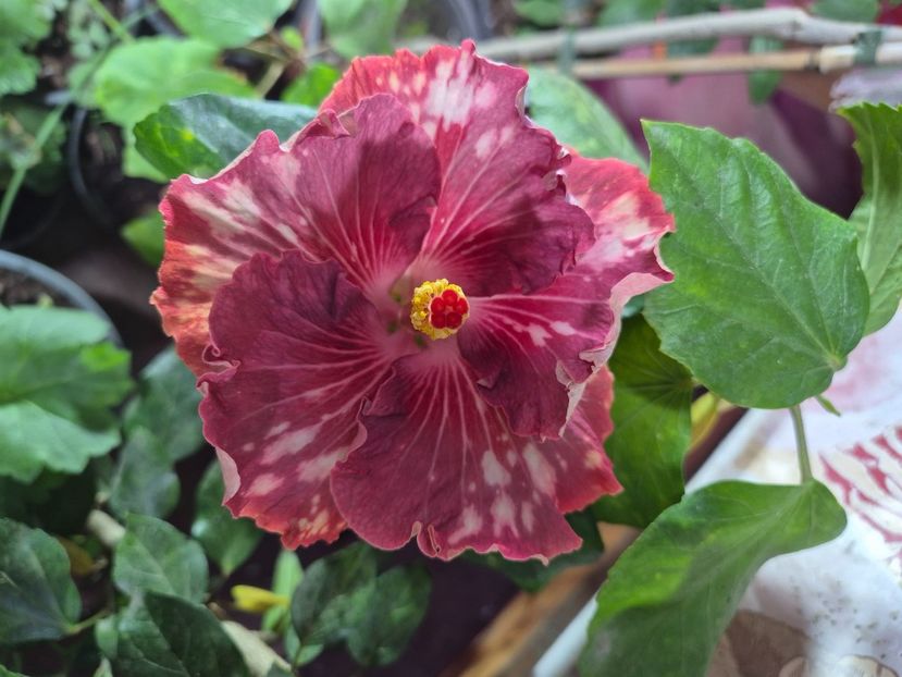  - Asia rosetti nebula