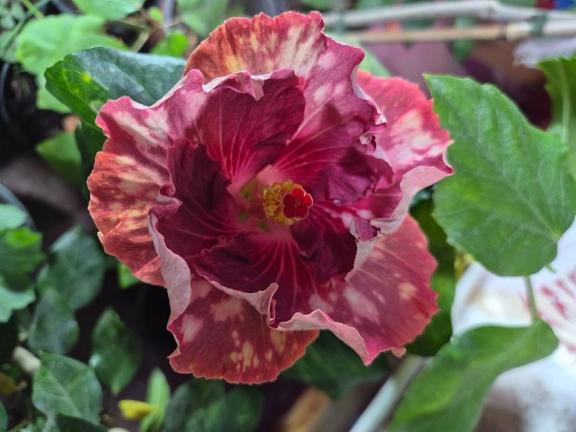  - Asia rosetti nebula