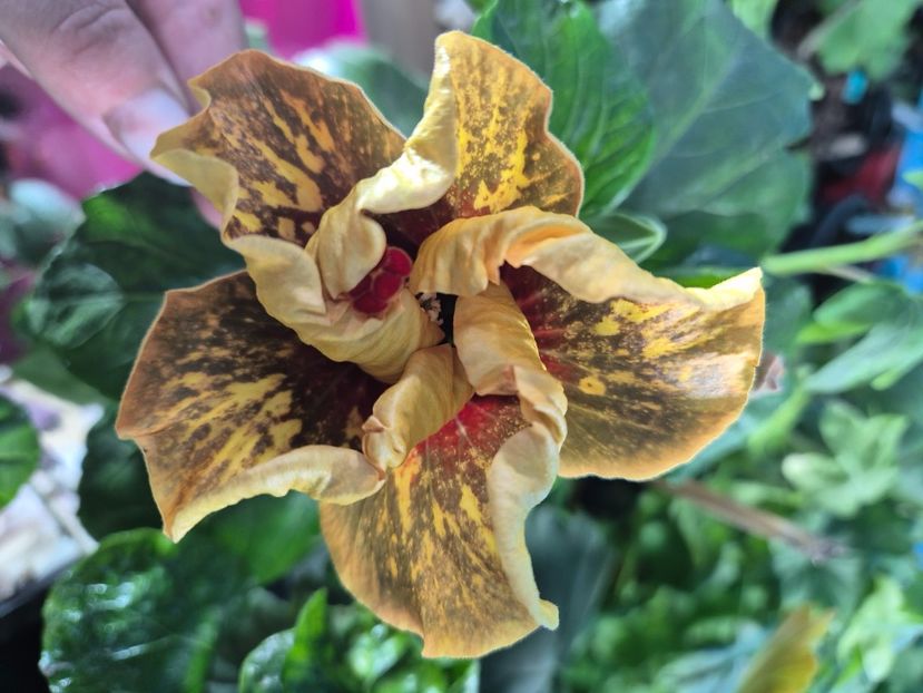  - MMT Pamant Romanesc