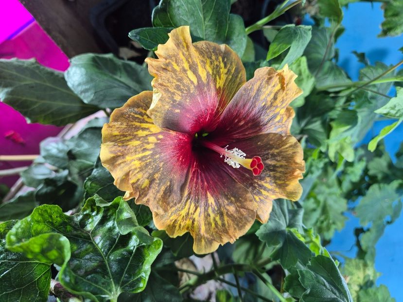  - MMT Pamant Romanesc