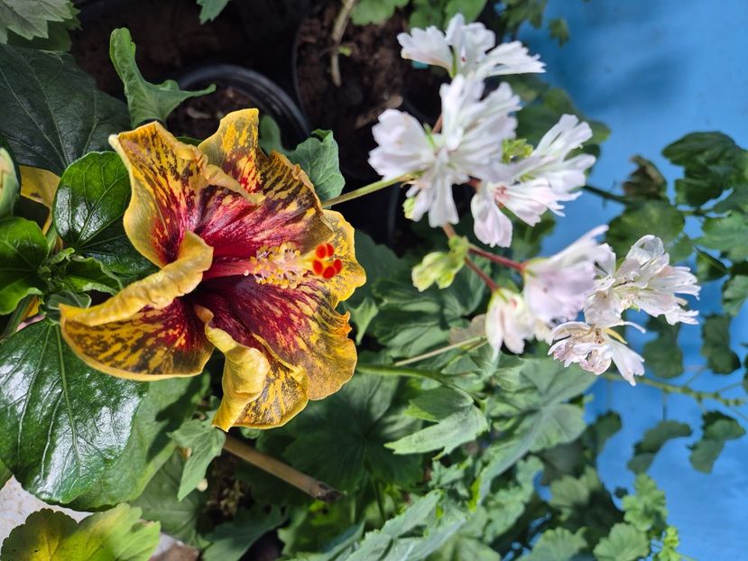  - MMT Pamant Romanesc