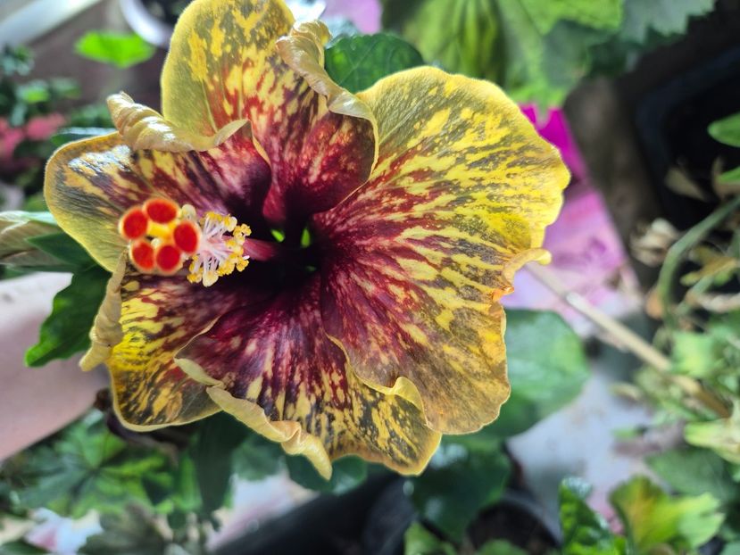  - MMT Pamant Romanesc