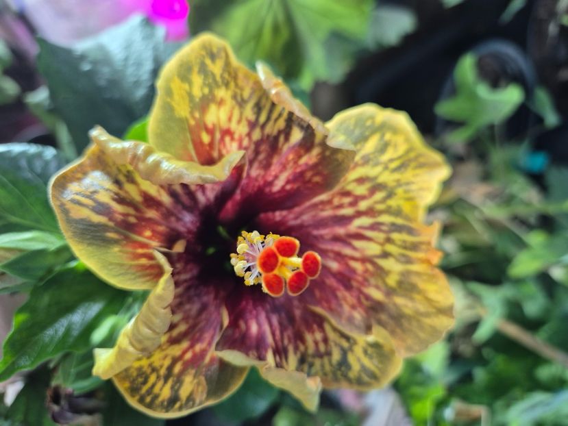  - MMT Pamant Romanesc