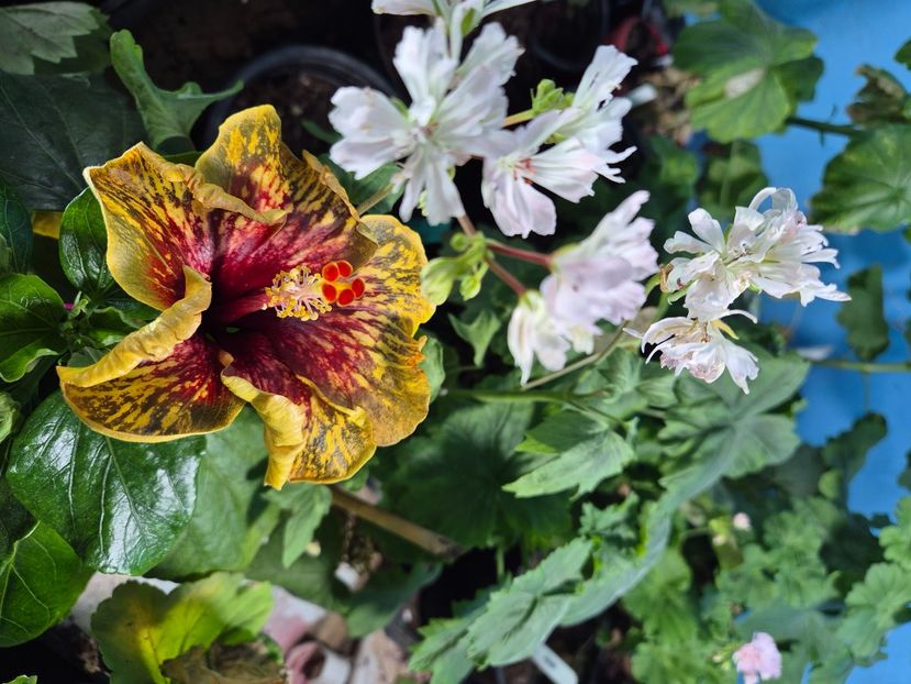  - MMT Pamant Romanesc