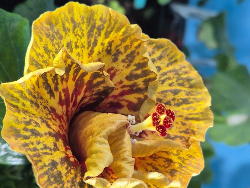  - MMT Pamant Romanesc