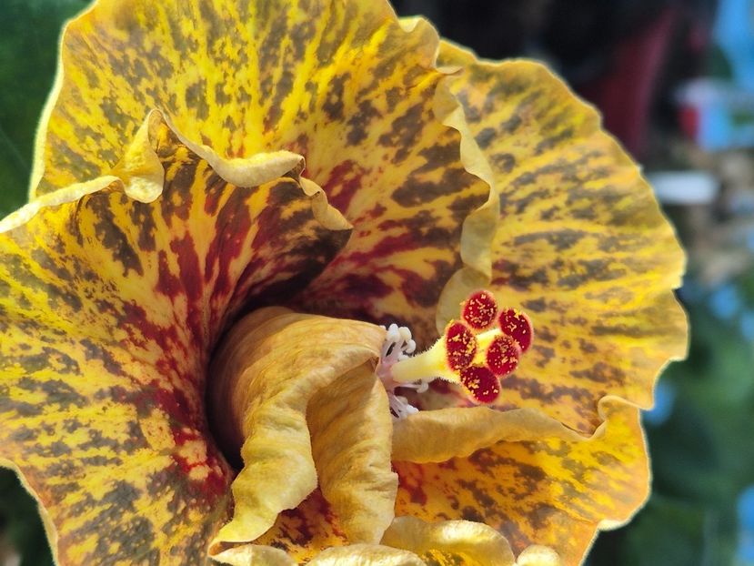  - MMT Pamant Romanesc