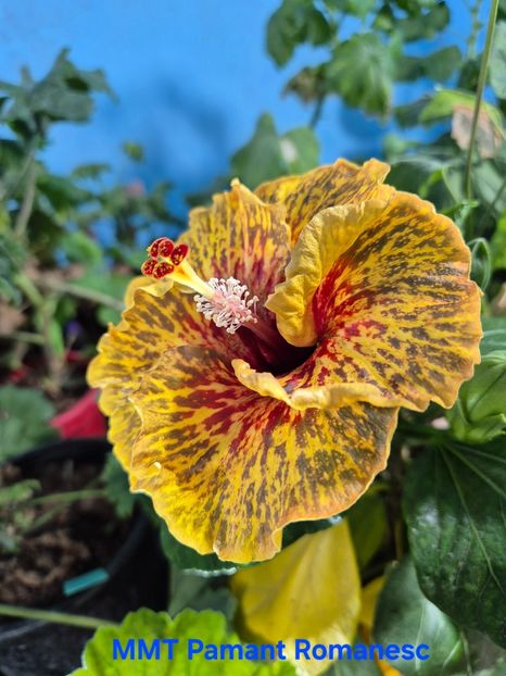  - MMT Pamant Romanesc