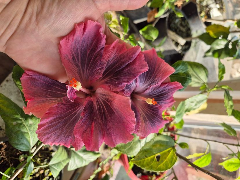  - Moorea My Blue Pearl