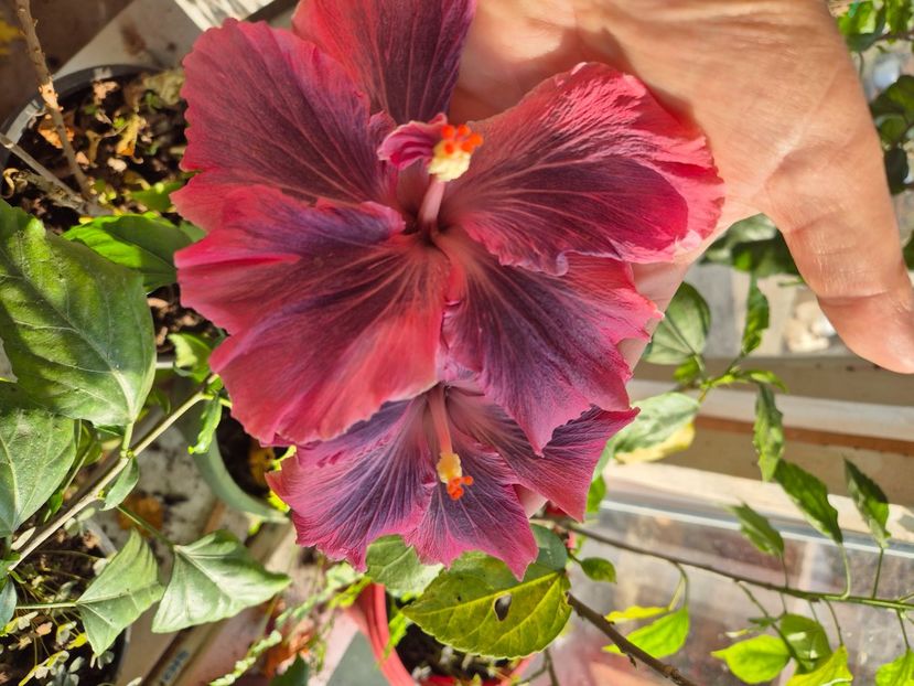  - Moorea My Blue Pearl