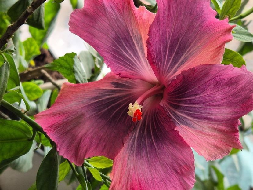  - Moorea My Blue Pearl