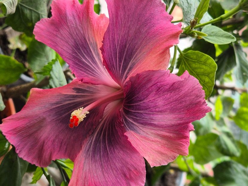  - Moorea My Blue Pearl