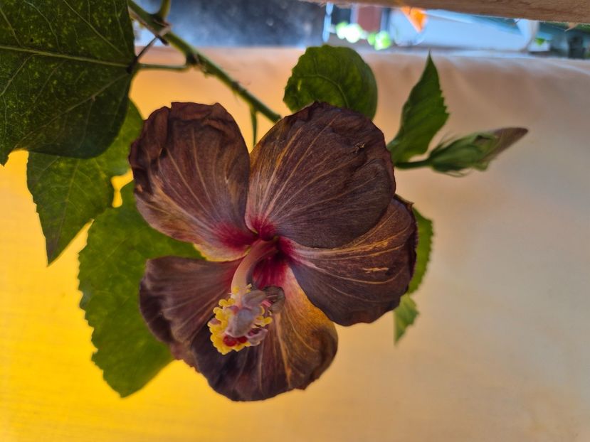  - MMT Dark Chocolate