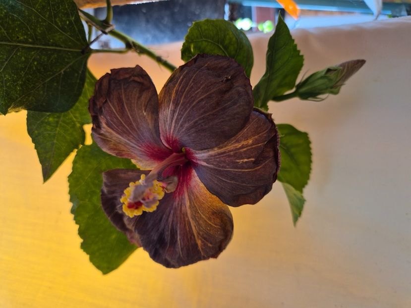  - MMT Dark Chocolate