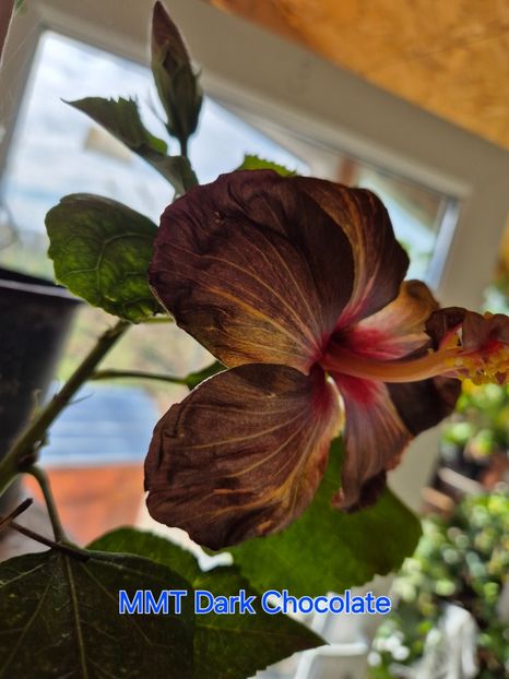  - MMT Dark Chocolate
