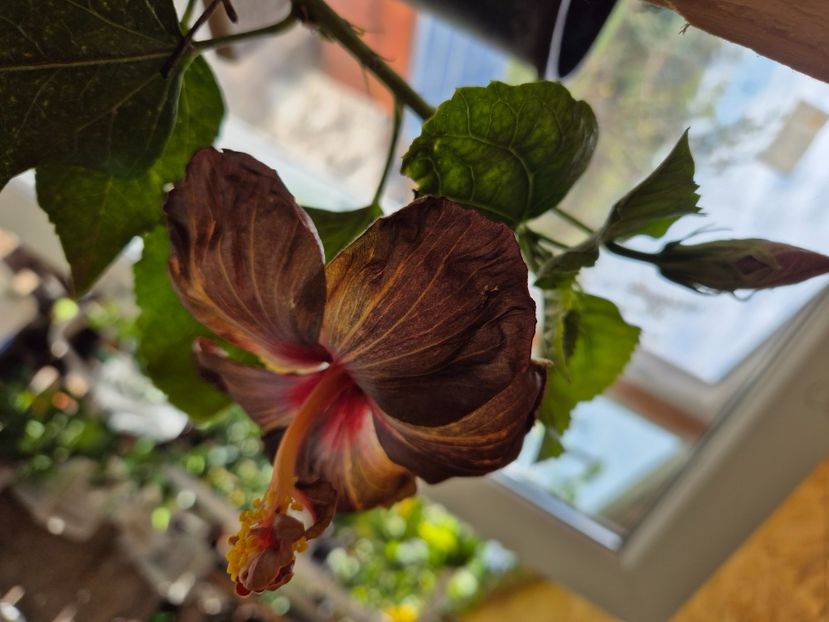  - MMT Dark Chocolate