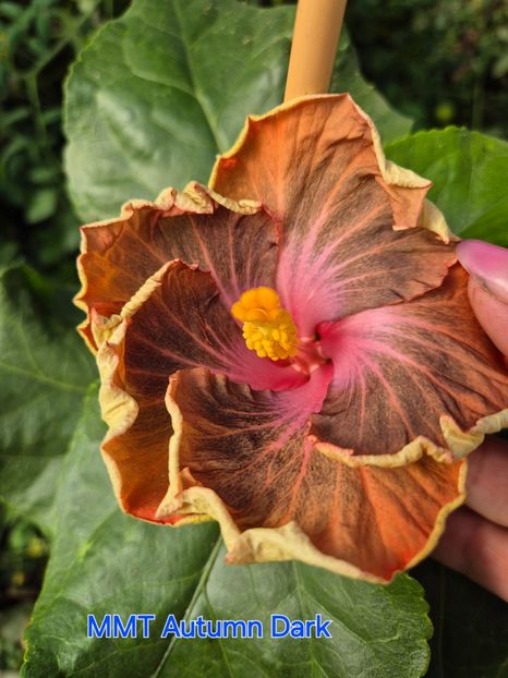  - MMT Autumn Dark