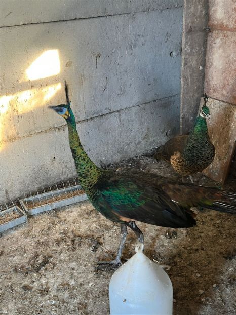 234EFE84-FDFF-4881-A965-7F009B67161A - Pauni