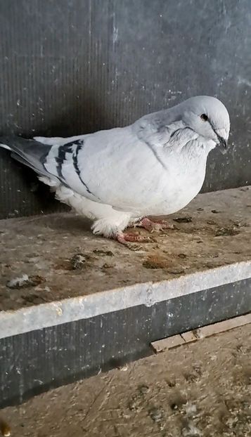 Screenshot_20241216_141320_Gallery - VOIAJOR ROMANESC DE FRUMUSETE FEMELE