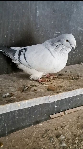 Screenshot_20241216_141351_Gallery - VOIAJOR ROMANESC DE FRUMUSETE FEMELE