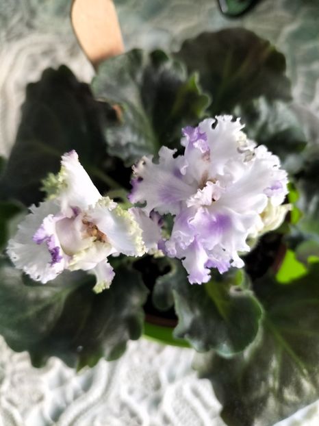 IMG20241216085858 - Violete