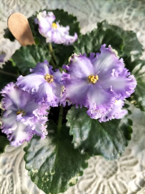 IMG20241216085829 - Violete