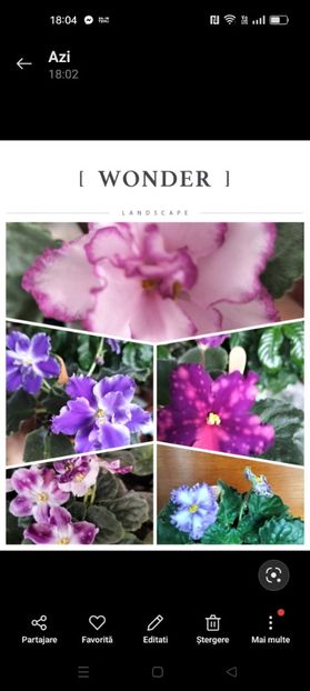 Screenshot_2024-12-14-18-04-12-18_99c04817c0de5652397fc8b56c3b3817 - Violete