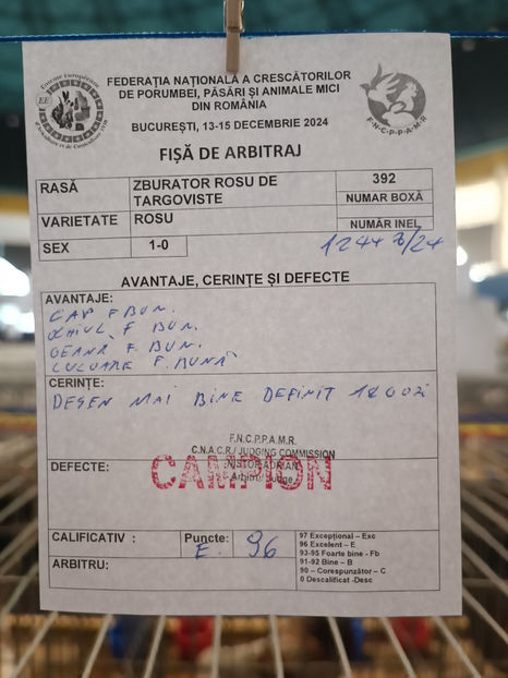  - Zburator Roșu de Târgoviște - porumbei matcă
